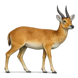 Puku (Kobus vardonii) featured animal image on AnimalDex