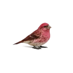 Purple Finch animal lesson image on AnimalDex