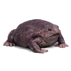 Purple Frog (Nasikabatrachus sahyadrensis) featured animal image on AnimalDex