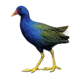 Purple Gallinule (Porphyrio martinica) featured animal image on AnimalDex
