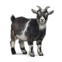 Pygmy Goat animal lesson image on AnimalDex