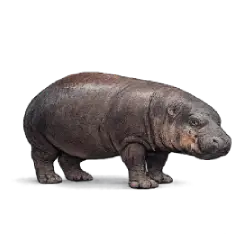 Pygmy Hippopotamus (Choeropsis liberiensis) featured animal image on AnimalDex