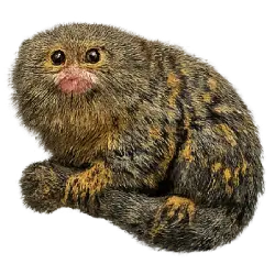 Pygmy Marmoset (Cebuella pygmaea) featured animal image on AnimalDex