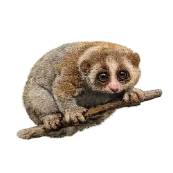 Pygmy Slow Loris (Nycticebus pygmaeus) featured animal image on AnimalDex
