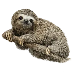 Pygmy Three-toed Sloth animal lesson image on AnimalDex