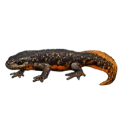 Pyrenean Brook Newt (Calotriton asper) featured animal image on AnimalDex