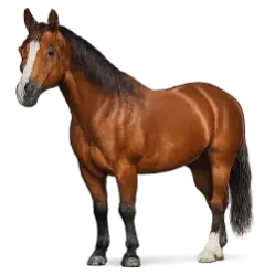 Quarter Horse animal lesson image on AnimalDex