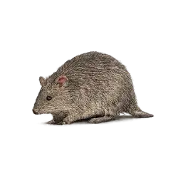 Quenda (Isoodon fusciventer) featured animal image on AnimalDex