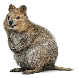 Quokka (Setonix brachyurus) featured animal image on AnimalDex