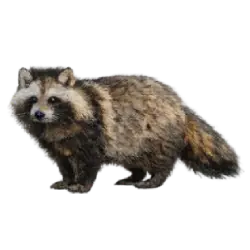 Raccoon Dog (Nyctereutes procyonoides) thumbnail image on AnimalDex