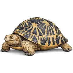 Radiated Tortoise (Astrochelys radiata) featured animal image on AnimalDex