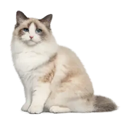 Ragdoll Cat animal lesson image on AnimalDex