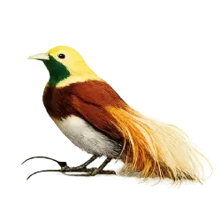 Raggiana Bird-of-paradise (Paradisaea raggiana) thumbnail image on AnimalDex
