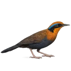Rail-babbler animal lesson image on AnimalDex