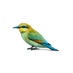 Rainbow Bee-eater (Merops ornatus) featured animal image on AnimalDex