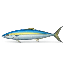 Rainbow Runner (Elagatis bipinnulata) featured animal image on AnimalDex