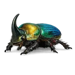Rainbow Scarab animal lesson image on AnimalDex