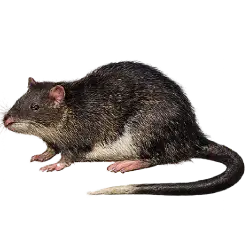 Rakali animal lesson image on AnimalDex