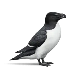 Razorbill (Alca torda) featured animal image on AnimalDex