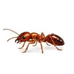 Red Ant animal lesson on AnimalDex