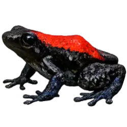 Red-backed Poison Frog (Ranitomeya reticulata) featured animal image on AnimalDex
