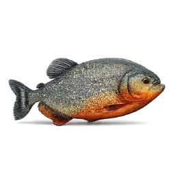 Red-bellied Piranha (Pygocentrus nattereri) featured animal image on AnimalDex