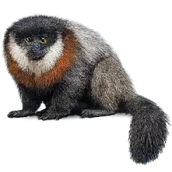 Red-bellied Titi animal lesson image on AnimalDex