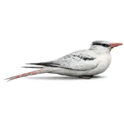 Red-billed Tropicbird (Phaethon aethereus) featured animal image on AnimalDex