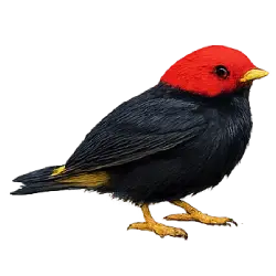 Red-capped Manakin (Ceratopipra mentalis) featured animal image on AnimalDex