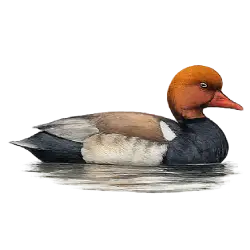 Red-crested Pochard (Netta rufina) featured animal image on AnimalDex