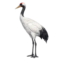 Red-crowned Crane (Grus japonensis) featured animal image on AnimalDex