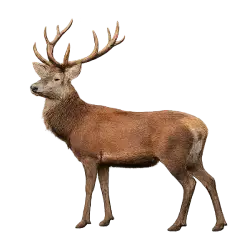 Red Deer (Cervus elaphus) featured animal image on AnimalDex