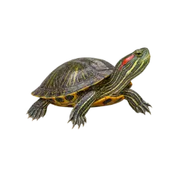 Red-eared Slider (Trachemys scripta elegans) thumbnail image on AnimalDex