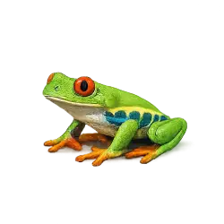 Red-eyed Tree Frog (Agalychnis callidryas) featured animal image on AnimalDex