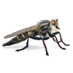 Red-footed Cannibalfly lesson from nature