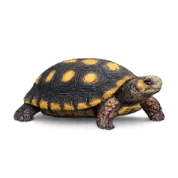 Red-footed Tortoise (Chelonoidis carbonarius) featured animal image on AnimalDex