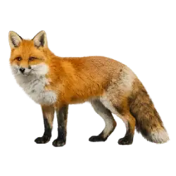 Red Fox (Vulpes vulpes) featured animal image on AnimalDex