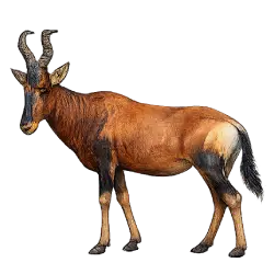 Red Hartebeest (Alcelaphus caama) featured animal image on AnimalDex