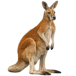 Red Kangaroo (Osphranter rufus) featured animal image on AnimalDex
