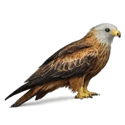 Red Kite (Milvus milvus) featured animal image on AnimalDex