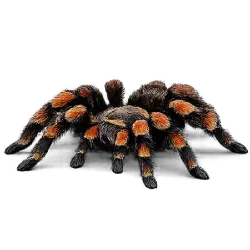 Red-kneed Tarantula (Brachypelma hamorii) featured animal image on AnimalDex