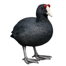 Red-knobbed Coot (Fulica cristata) featured animal image on AnimalDex