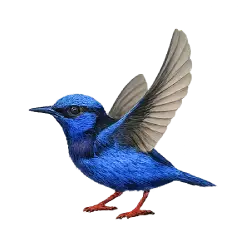 Red-legged Honeycreeper (Cyanerpes cyaneus) featured animal image on AnimalDex