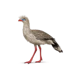 Red-legged Seriema (Cariama cristata) featured animal image on AnimalDex