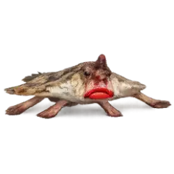 Red-lipped Batfish animal lesson image on AnimalDex