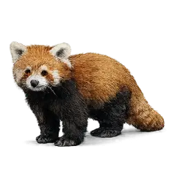 Red Panda (Ailurus fulgens) featured animal image on AnimalDex