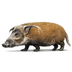 Red River Hog (Potamochoerus porcus) featured animal image on AnimalDex