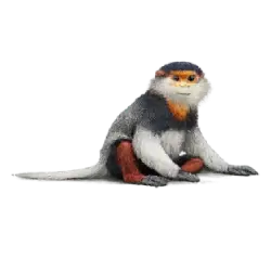 Red-shanked Douc (Pygathrix nemaeus) featured animal image on AnimalDex