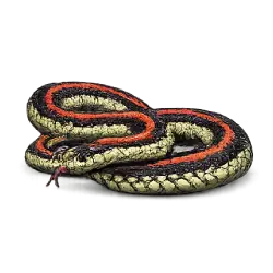 Red-sided Garter Snake (Thamnophis sirtalis parietalis) featured animal image on AnimalDex
