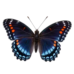 Red-spotted Purple (Limenitis arthemis) thumbnail image on AnimalDex